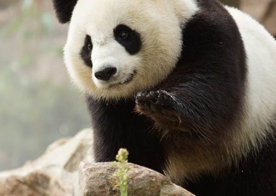 Pandas - Zooparc de Beauval